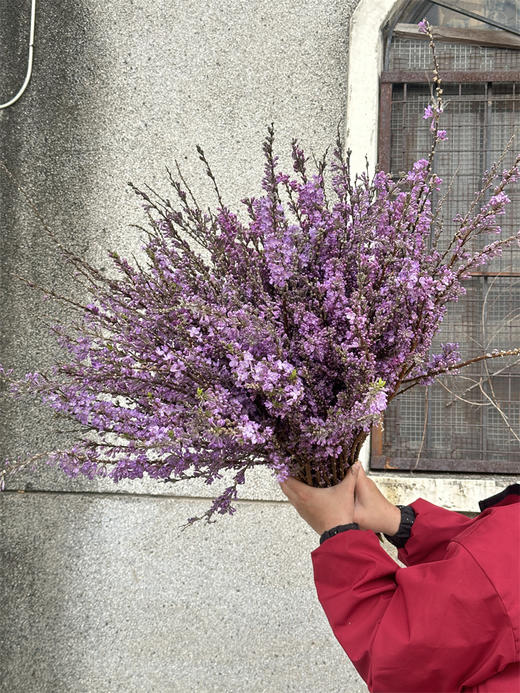 季节限定花材野丁香花 商品图1