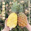 【海南有机金钻凤梨】金黄色的果肉，果香淡雅迷人， 果肉带来的甜蜜滋味 不涩口不麻嘴无需盐泡 肉质脆嫩、细腻、纤维少，还有丰盈的汁水一咬就爆汁 商品缩略图5