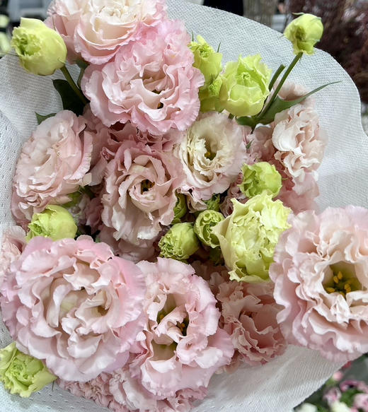 国产花材-【洋桔梗】肉粉 商品图0