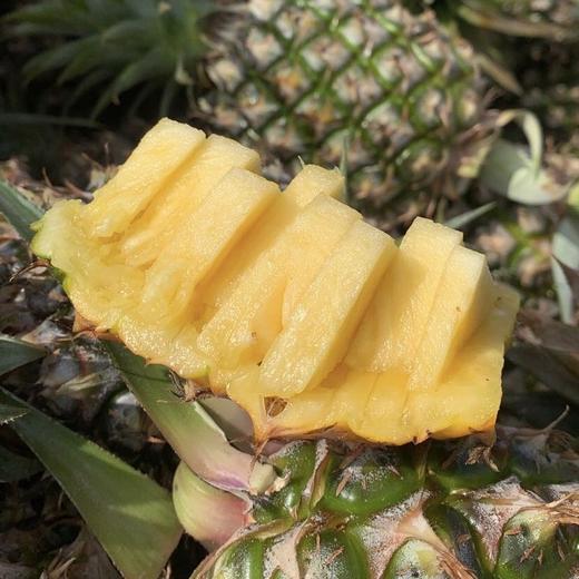 【海南有机金钻凤梨】金黄色的果肉，果香淡雅迷人， 果肉带来的甜蜜滋味 不涩口不麻嘴无需盐泡 肉质脆嫩、细腻、纤维少，还有丰盈的汁水一咬就爆汁 商品图7