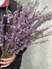 季节限定花材野丁香花 商品缩略图8