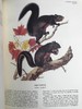 奥杜邦北美四足动物画集 150幅彩色插图 精装大16开 商品缩略图10