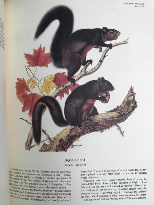 奥杜邦北美四足动物画集 150幅彩色插图 精装大16开 商品图10