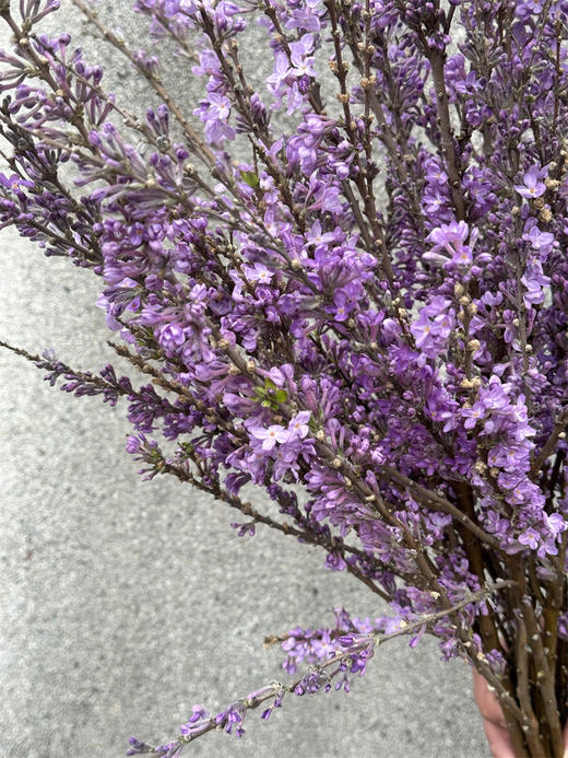 季节限定花材野丁香花 商品图9