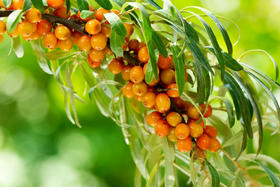 换季易生病，竟然是缺了它！