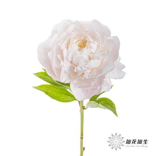 【预山东仓】顺丰空运包邮 | 东方少女【可备注发货时间】 商品图4