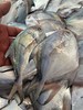 小白鲳鱼活冻 商品缩略图1