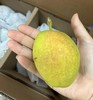 新疆库尔勒香梨  6kg【MJ】 商品缩略图1