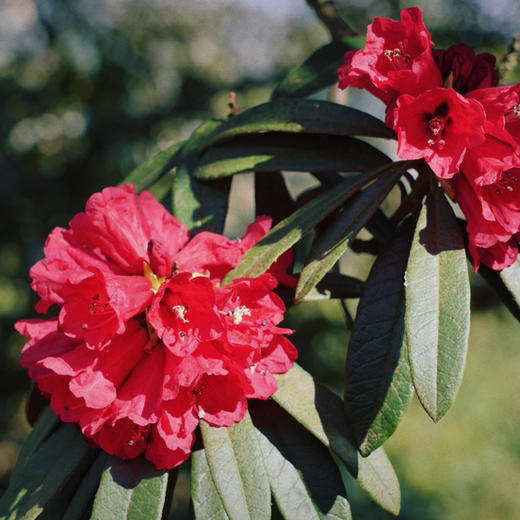 成人徒步 | 3.11周三/3.14周六嵩明马鞍山徒步赏花，闯入杜鹃花的海洋，漫山遍野各种各样的杜鹃花正在盛放，非入门路线，有一定强度！ 商品图10