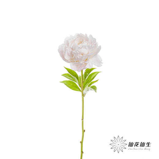 【预山东仓】顺丰空运包邮 | 东方少女【可备注发货时间】 商品图5