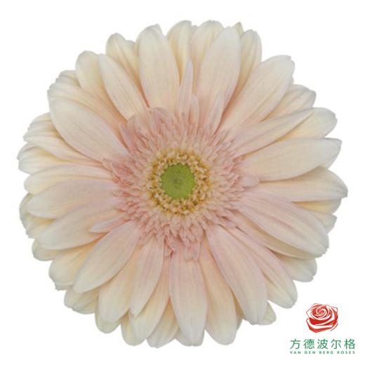 外购非洲菊- 爱琴海10枝1扎 商品图0