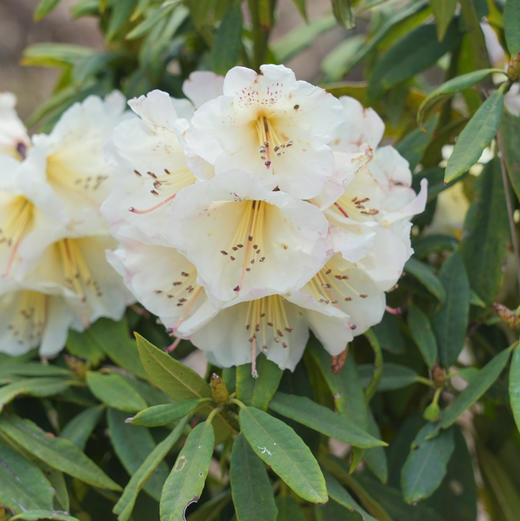 成人徒步 | 3.11周三/3.14周六嵩明马鞍山徒步赏花，闯入杜鹃花的海洋，漫山遍野各种各样的杜鹃花正在盛放，非入门路线，有一定强度！ 商品图3