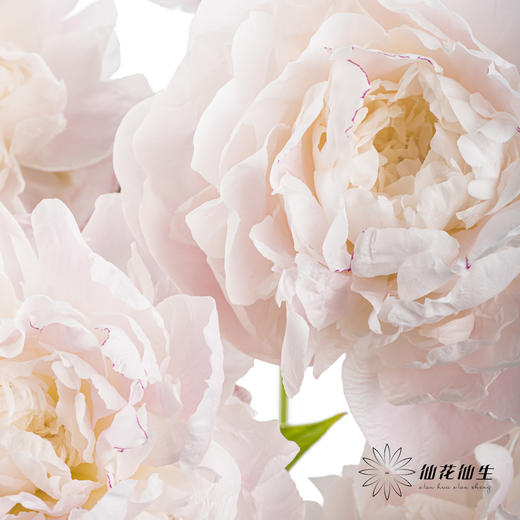 【预山东仓】顺丰空运包邮 | 东方少女【可备注发货时间】 商品图9