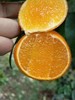 四川耙耙柑应季橙子现摘果冻橙5斤/8斤新鲜水果 商品缩略图3