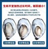 乳山大生蚝，包活包邮到家！口感巨嫩巨鲜！！ 商品缩略图7