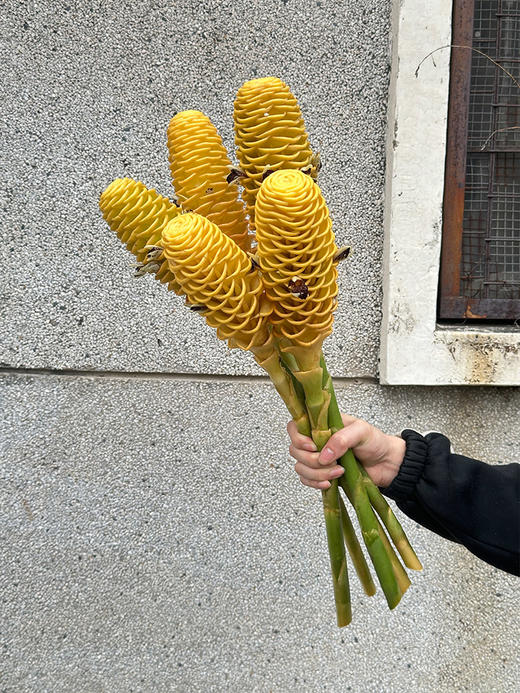 厄瓜多尔小熊维尼蜂蜜棒香波姜鲜切花 商品图1