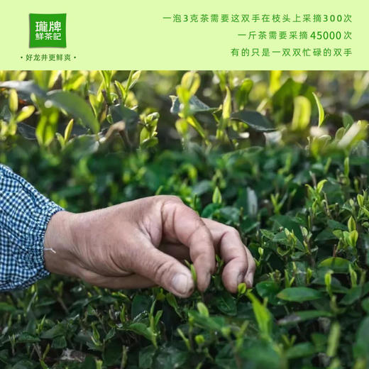 【原产地直采】明前特级龙井茶 2024年新茶 正宗杭州头采绿茶 罐装60g/龙头礼盒200g/纸包250g【下单即赠试饮装2包】 商品图3