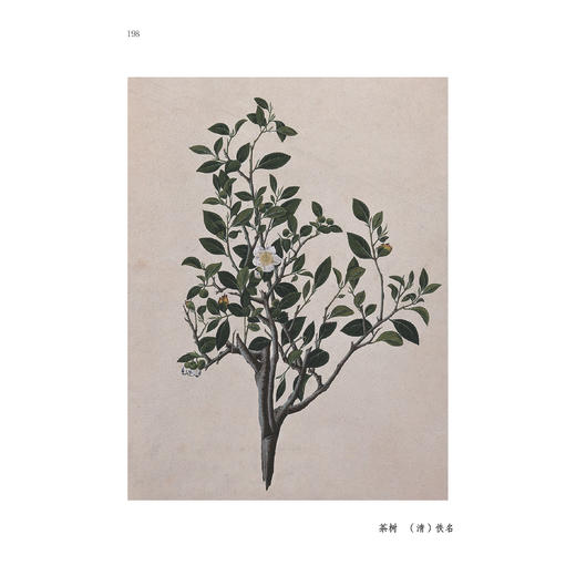 《大观茶论》 商品图12