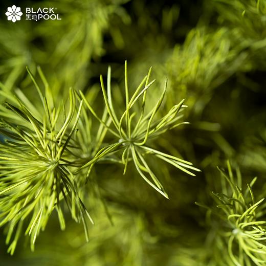 （仅深圳配送）【白羊座永生守护花】要大笑，要做梦，要与众不同 商品图3