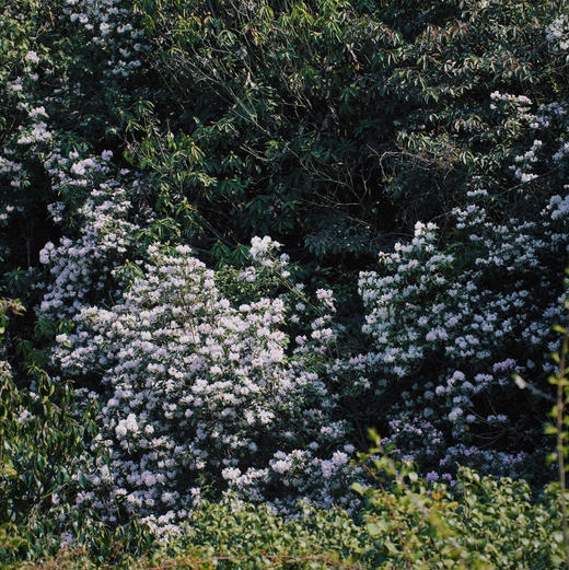 成人徒步 | 3.11周三/3.14周六嵩明马鞍山徒步赏花，闯入杜鹃花的海洋，漫山遍野各种各样的杜鹃花正在盛放，非入门路线，有一定强度！ 商品图6
