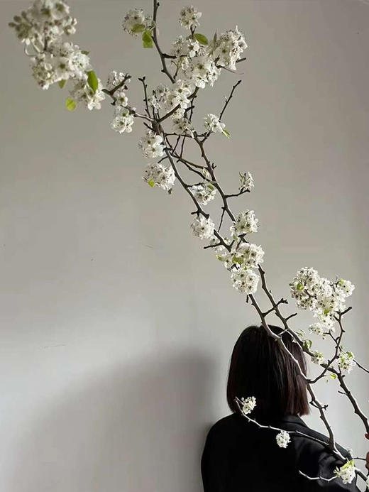 白色梨花花枝条鲜切花2-3支 商品图8