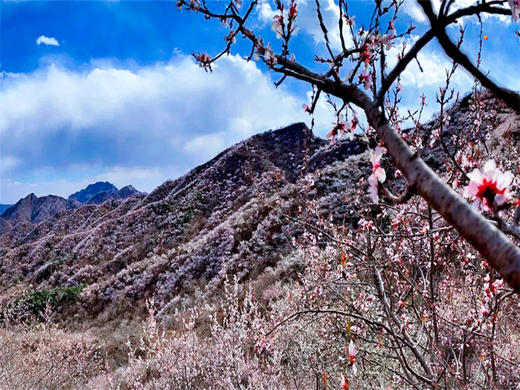 【银山塔林1日】湖门村-塔林环穿の徒步漫山遍野的粉色花海如梦如幻（初级） 商品图2
