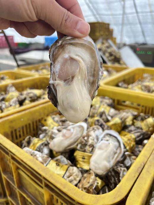 乳山大生蚝，包活包邮到家！口感巨嫩巨鲜！！ 商品图5