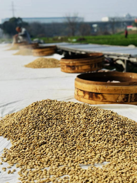 蒸三晒六宝清盈清舒茶味舒茶山药茯苓非祛湿红豆薏米芡实，赤小豆红豆薏米芡实茶非养茶生祛茶湿茶 商品图4