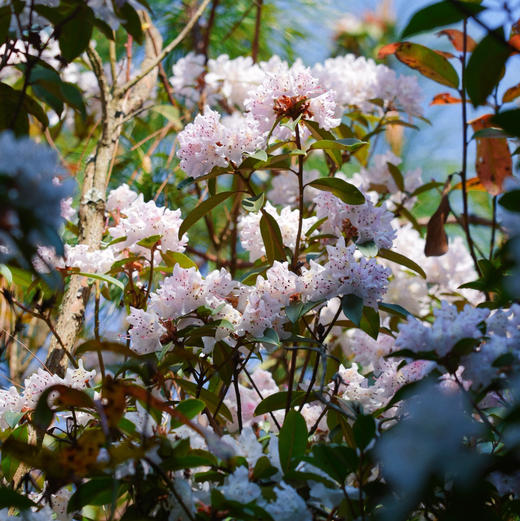 成人徒步 | 3.11周三/3.14周六嵩明马鞍山徒步赏花，闯入杜鹃花的海洋，漫山遍野各种各样的杜鹃花正在盛放，非入门路线，有一定强度！ 商品图4