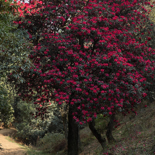成人徒步 | 3.11周三/3.14周六嵩明马鞍山徒步赏花，闯入杜鹃花的海洋，漫山遍野各种各样的杜鹃花正在盛放，非入门路线，有一定强度！ 商品图8