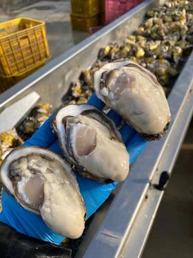 乳山大生蚝，包活包邮到家！口感巨嫩巨鲜！！