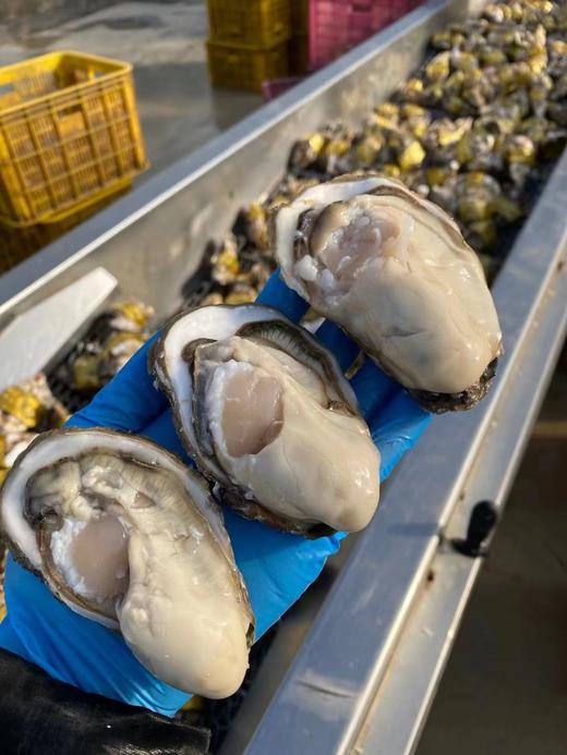 乳山大生蚝，包活包邮到家！口感巨嫩巨鲜！！ 商品图0
