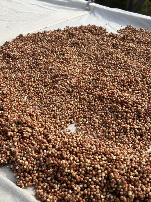 蒸三晒六宝清盈清舒茶味舒茶山药茯苓非祛湿红豆薏米芡实，赤小豆红豆薏米芡实茶非养茶生祛茶湿茶 商品图3