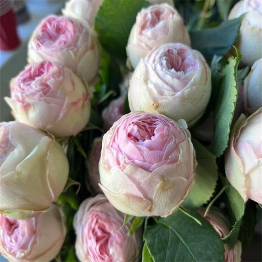 厄瓜多尔MANSFIELD Park曼斯菲尔德庄园10支玫瑰 商品图0