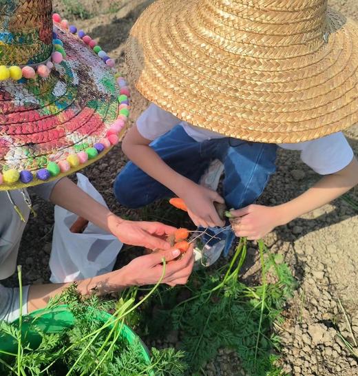 观察蜜蜂活动 | 农园活动 *  Observe Bee Activity | Farm activities 商品图4