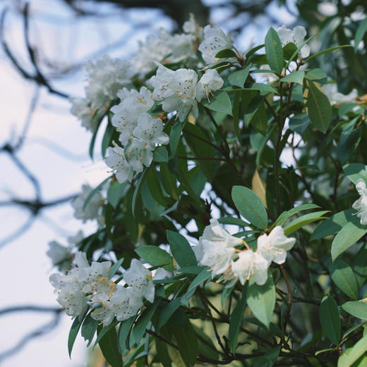 成人徒步 | 3.11周三/3.14周六嵩明马鞍山徒步赏花，闯入杜鹃花的海洋，漫山遍野各种各样的杜鹃花正在盛放，非入门路线，有一定强度！ 商品图7