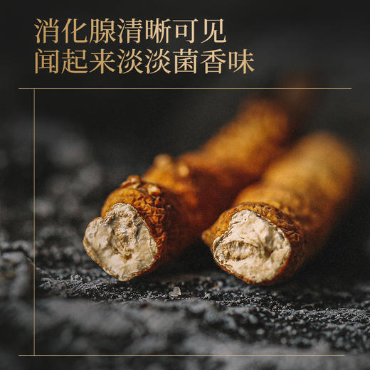 羽心堂 雪顶曜日 冬虫夏草 3.3g/盒 商品图3