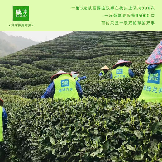 【原产地直采】明前特级龙井茶 2024年新茶 正宗杭州头采绿茶 罐装60g/龙头礼盒200g/纸包250g【下单即赠试饮装2包】 商品图4