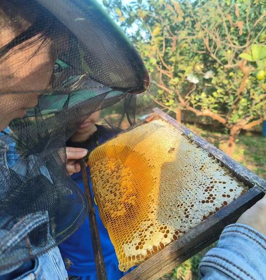 观察蜜蜂活动 | 农园活动 *  Observe Bee Activity | Farm activities 商品图0