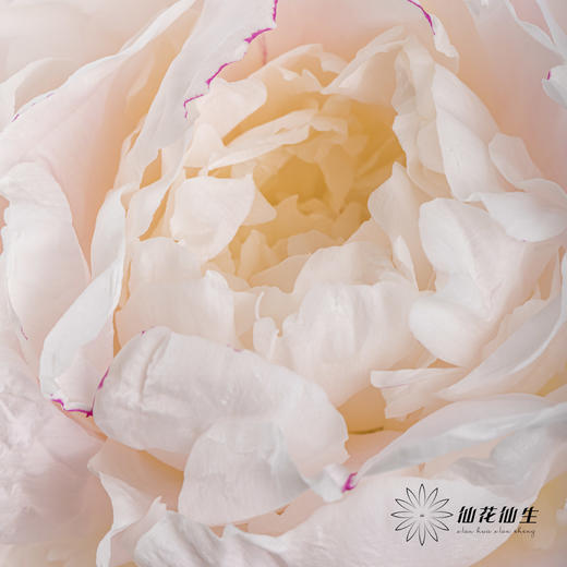 【预山东仓】顺丰空运包邮 | 东方少女【可备注发货时间】 商品图3