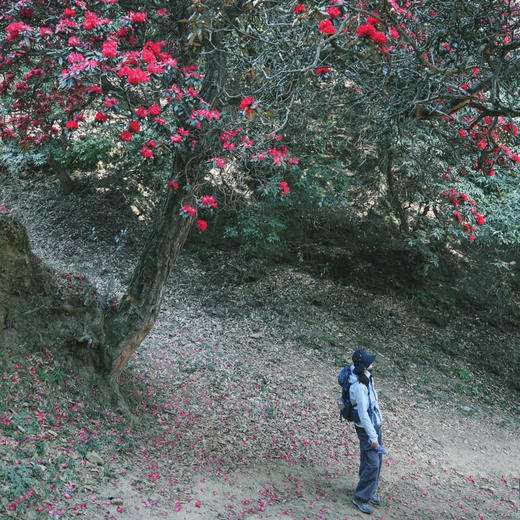 成人徒步 | 3.11周三/3.14周六嵩明马鞍山徒步赏花，闯入杜鹃花的海洋，漫山遍野各种各样的杜鹃花正在盛放，非入门路线，有一定强度！ 商品图11
