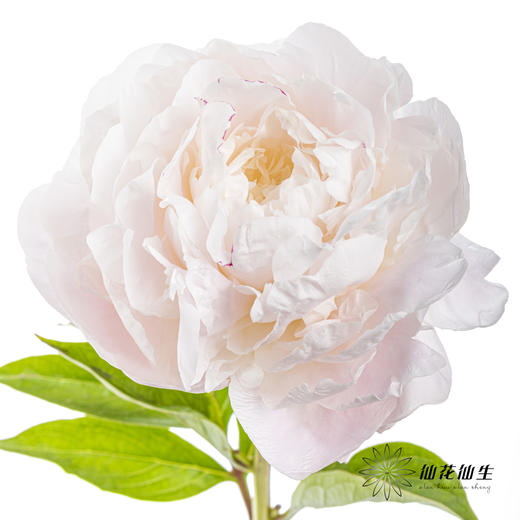 【预山东仓】顺丰空运包邮 | 东方少女【可备注发货时间】 商品图1