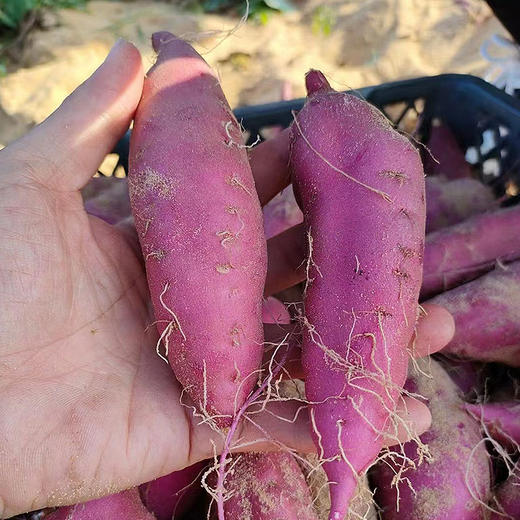 桥头地瓜 商品图2