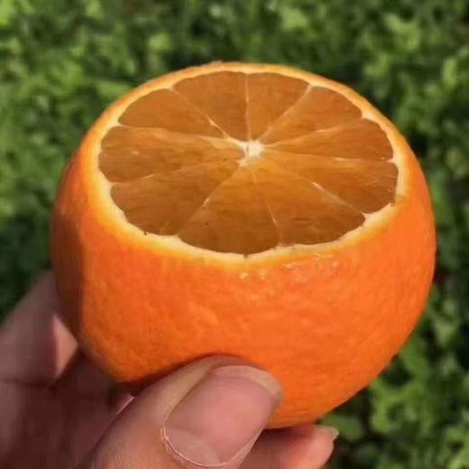 四川耙耙柑应季橙子现摘果冻橙5斤/8斤新鲜水果 商品图2