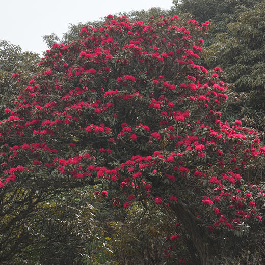 成人徒步 | 3.11周三/3.14周六嵩明马鞍山徒步赏花，闯入杜鹃花的海洋，漫山遍野各种各样的杜鹃花正在盛放，非入门路线，有一定强度！ 商品图13