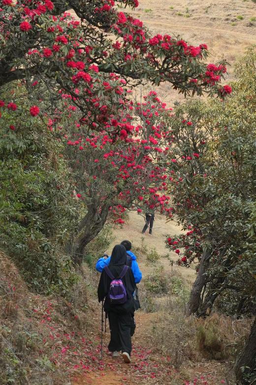 成人徒步 | 3.15周日寻甸凤龙山，草原徒步当日往返， 打卡高山草甸云端牧场，看昆明小新西兰！ 商品图4
