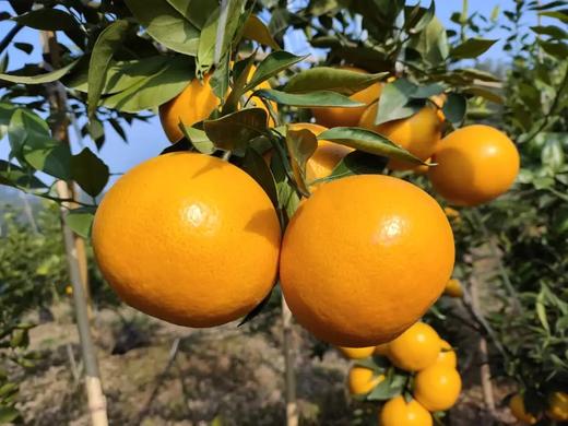 正宗象山黄美人新鲜柑橘大棚爆甜礼盒装晚熟 商品图5