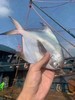 小白鲳鱼活冻 商品缩略图2