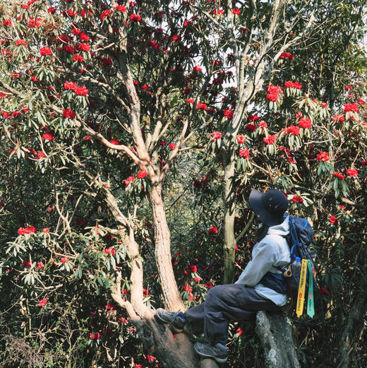 成人徒步 | 3.11周三/3.14周六嵩明马鞍山徒步赏花，闯入杜鹃花的海洋，漫山遍野各种各样的杜鹃花正在盛放，非入门路线，有一定强度！ 商品图12