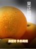 四川耙耙柑应季橙子现摘果冻橙5斤/8斤新鲜水果 商品缩略图4